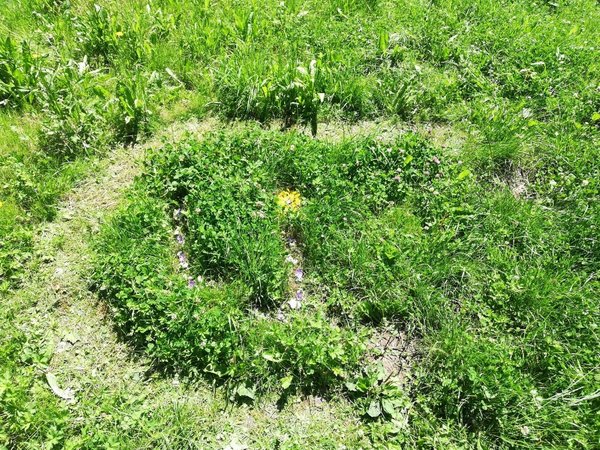 Mähen heuer bei jedem Daheim!